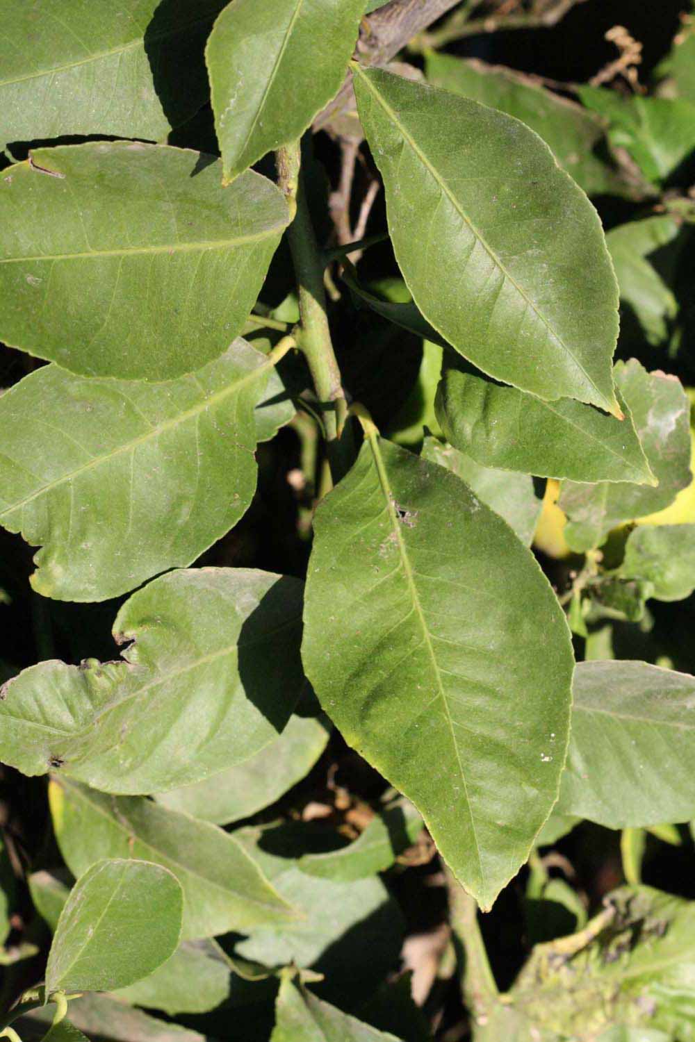              Sun leaves (Riverside, CA)       